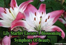 Lily Starfire Encore A Blossoming Symphony Of Beauty