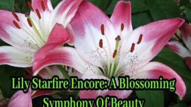 Lily Starfire Encore A Blossoming Symphony Of Beauty